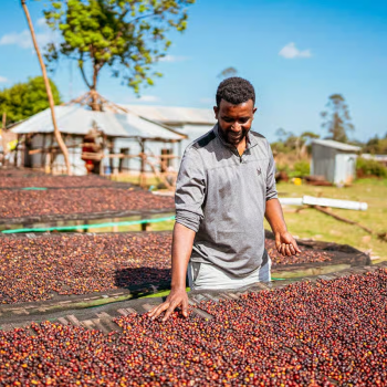 ethiopia-shakiso-coffee